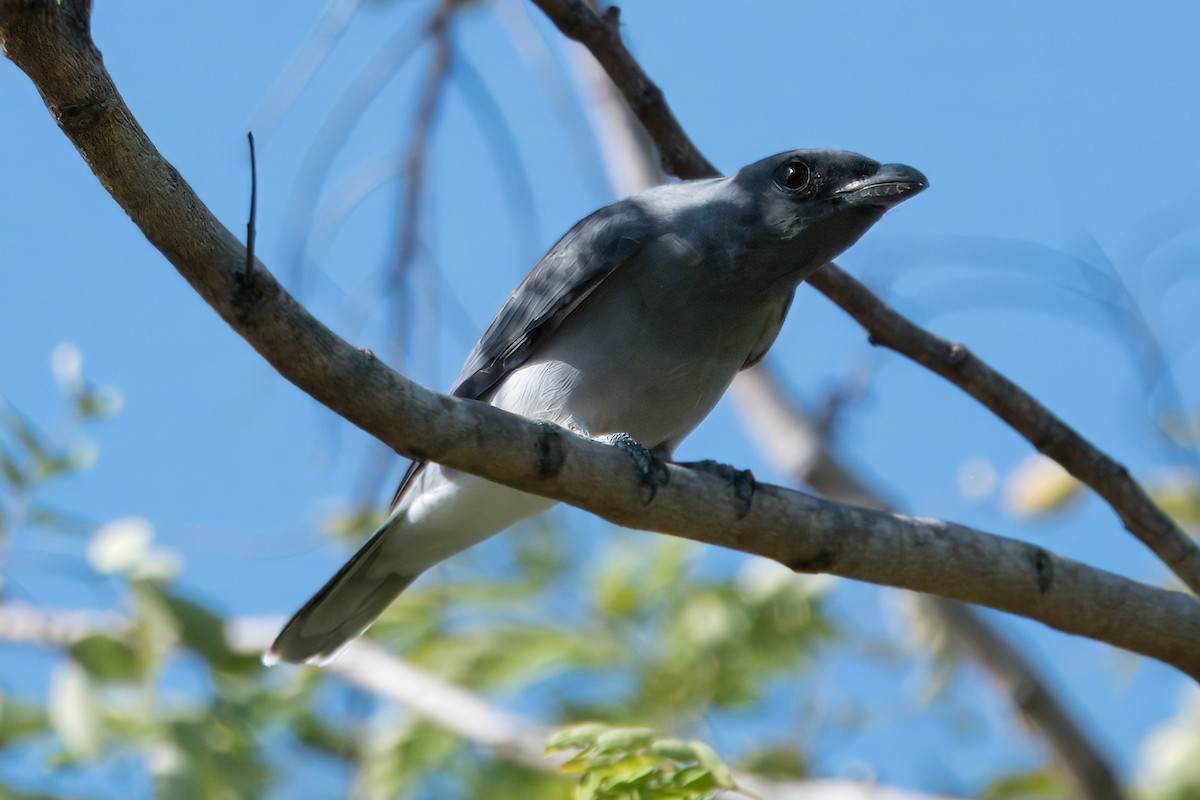 Oriental Cuckooshrike (Javan) - Joseph Smith