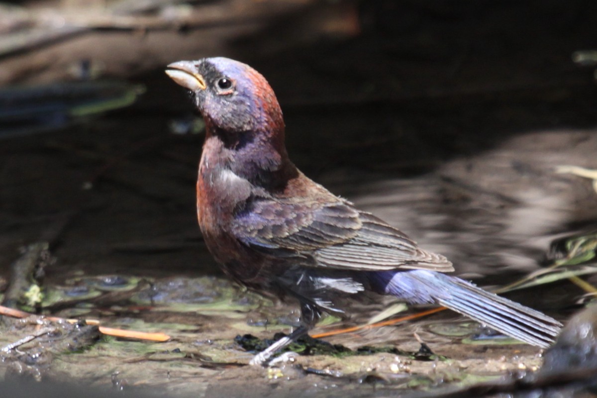 Varied Bunting - ML622656269