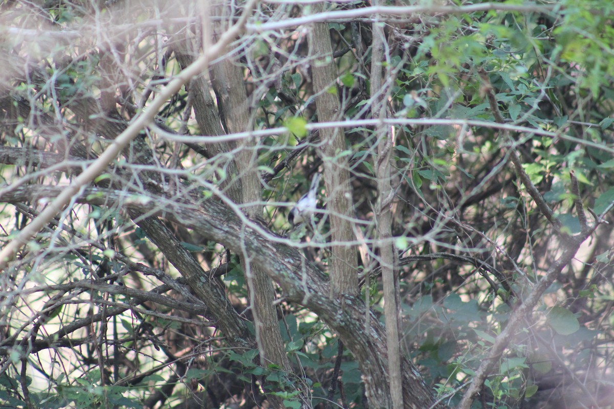 Black-capped Warbling Finch - ML622656274