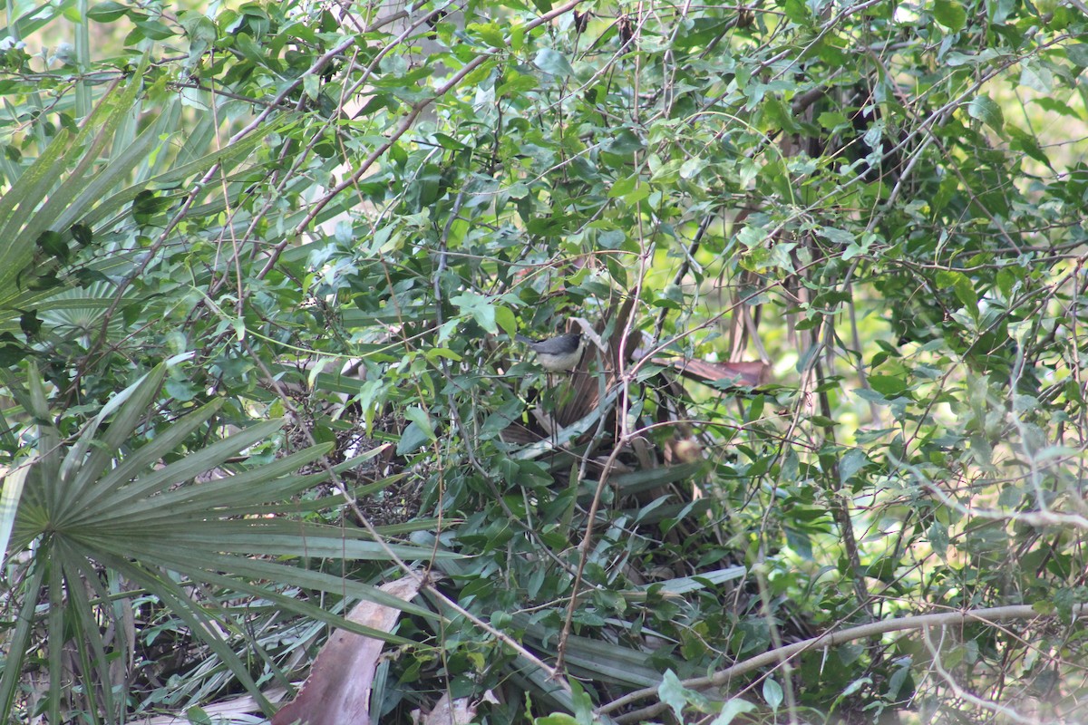 Black-capped Warbling Finch - ML622656275