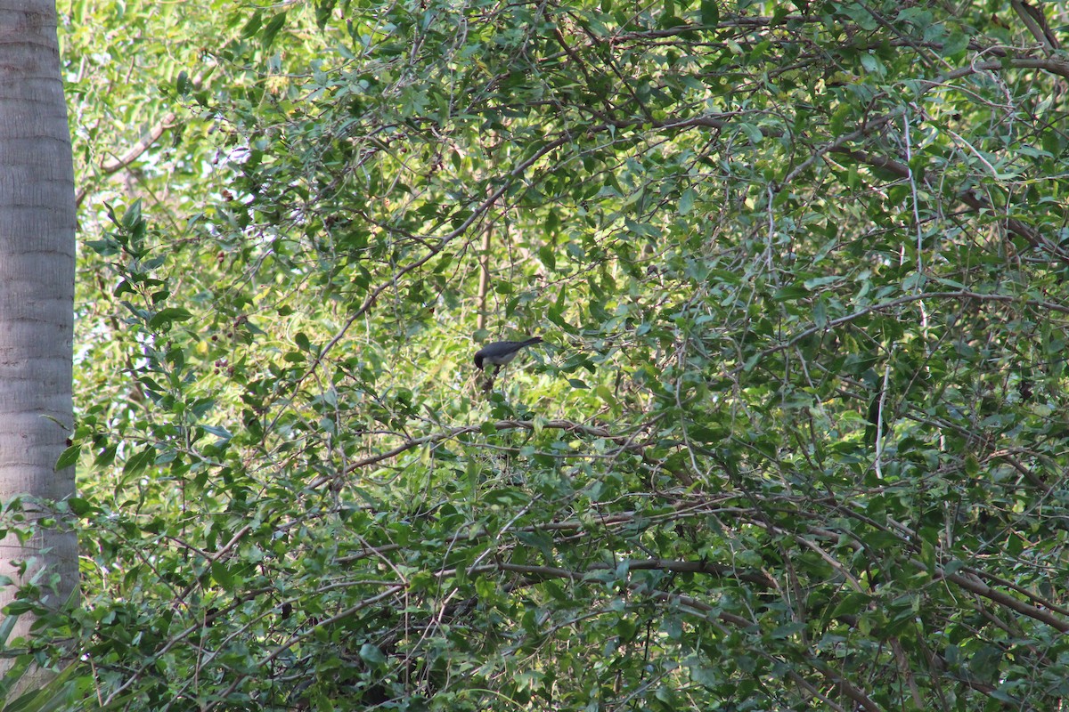 Black-capped Warbling Finch - ML622656277