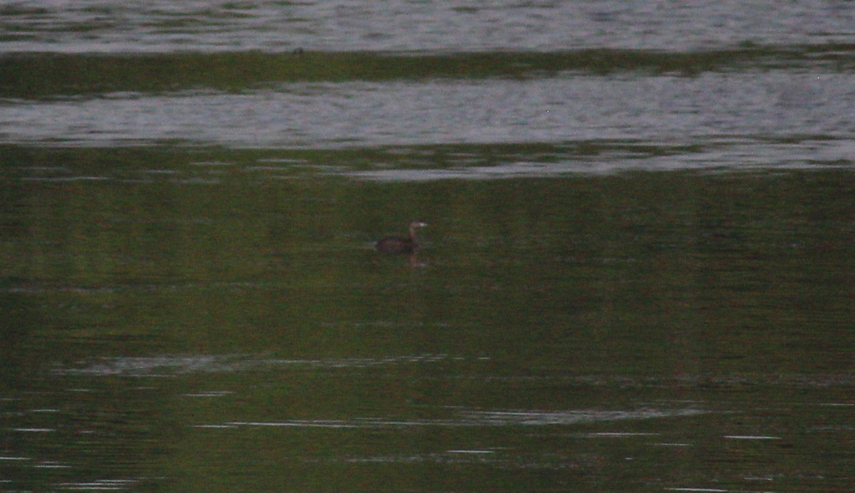 Pied-billed Grebe - ML622656294
