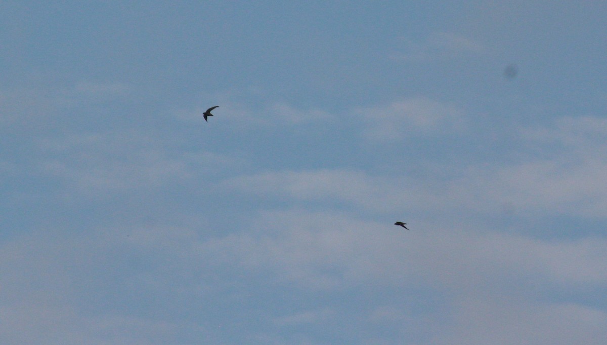Chimney Swift - ML622656295