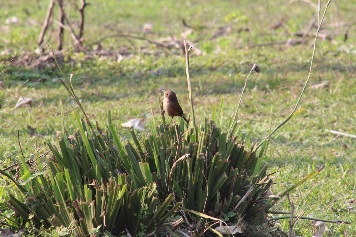 House Wren - ML622656316