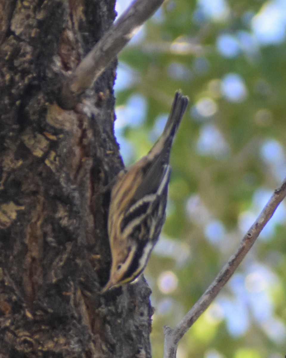 Black-and-white Warbler - ML622656324