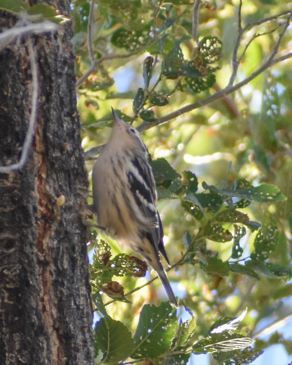 Black-and-white Warbler - ML622656325