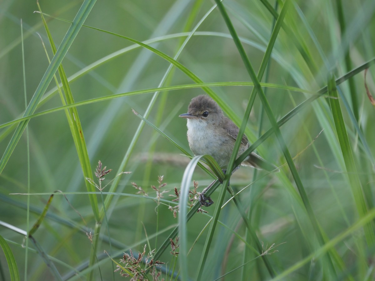 Common Reed Warbler (African) - ML622656349