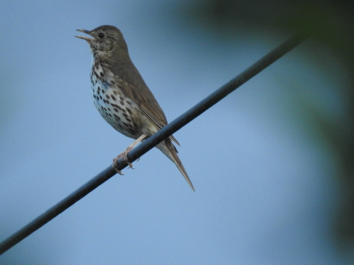 Song Thrush - ML622656370