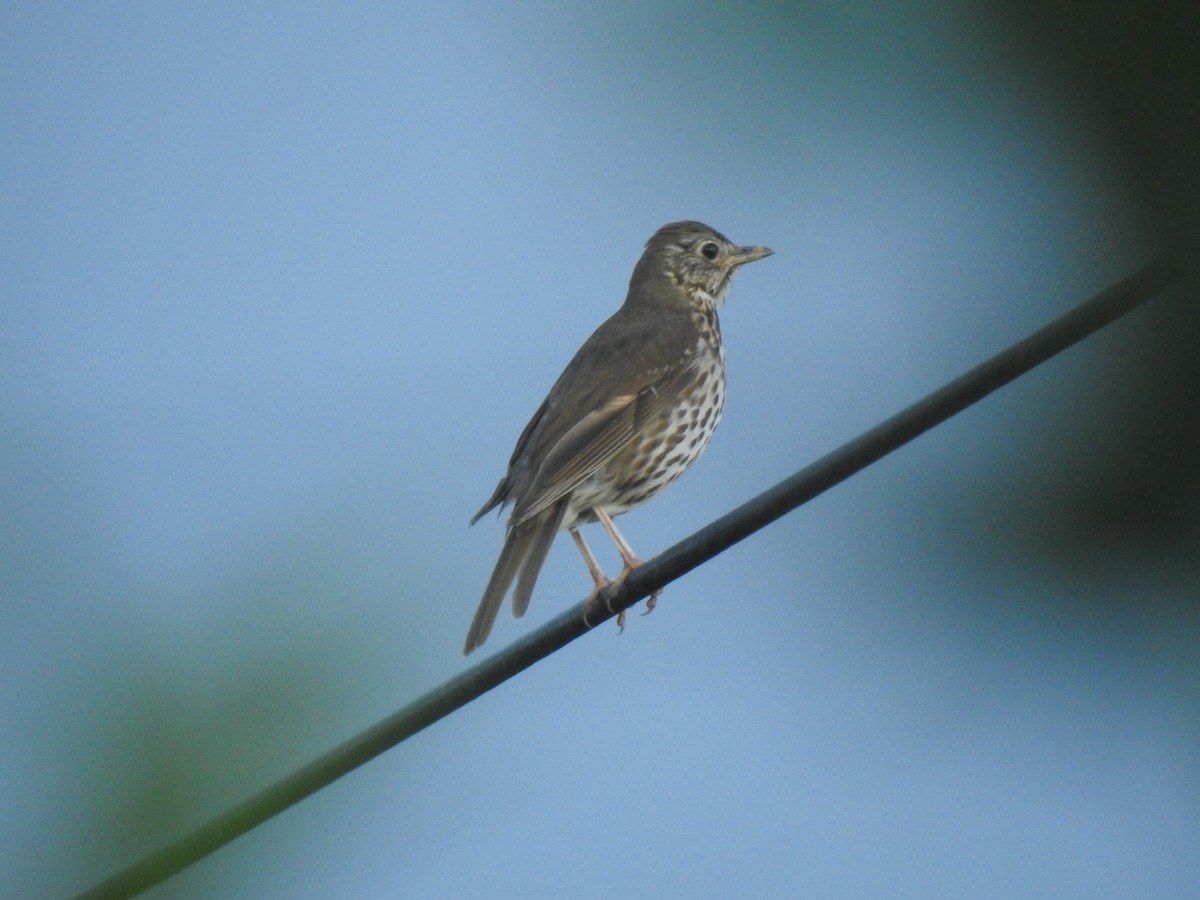 Song Thrush - ML622656371