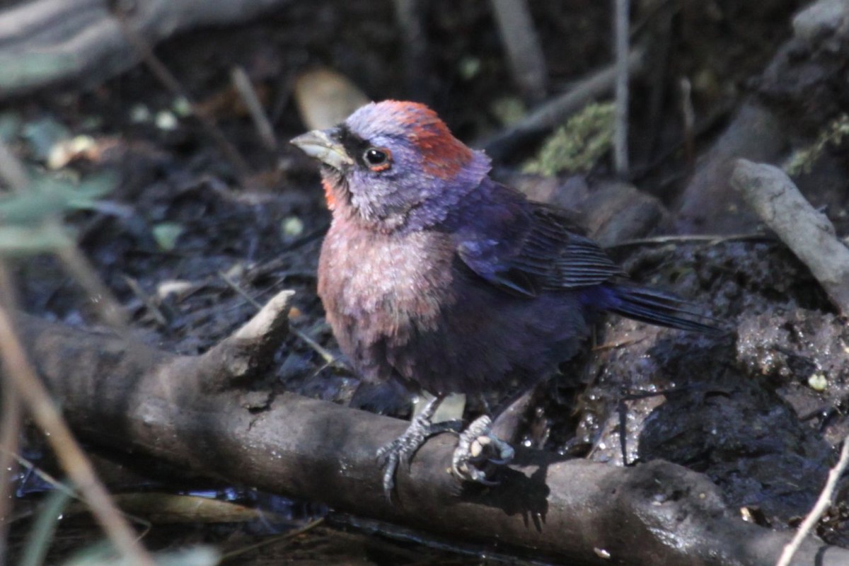 Varied Bunting - ML622656392