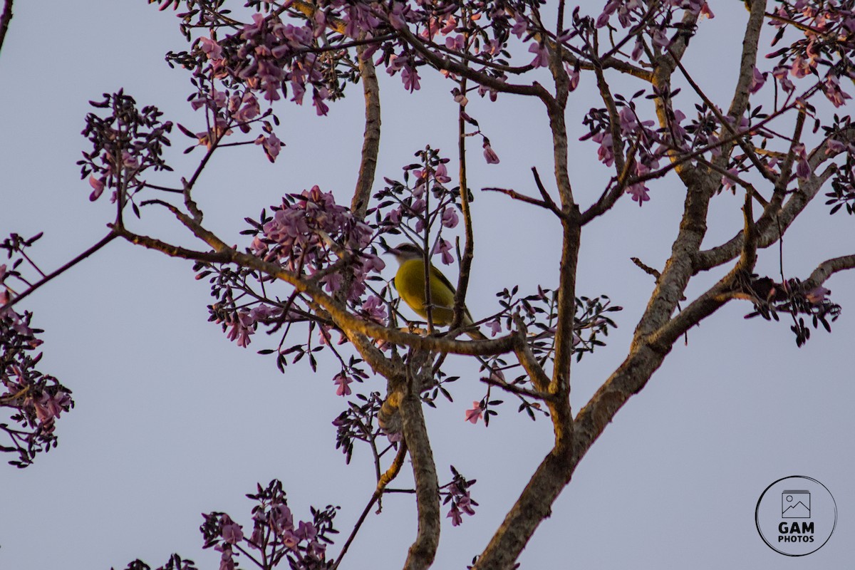 Bananaquit - Guilherme Maluf