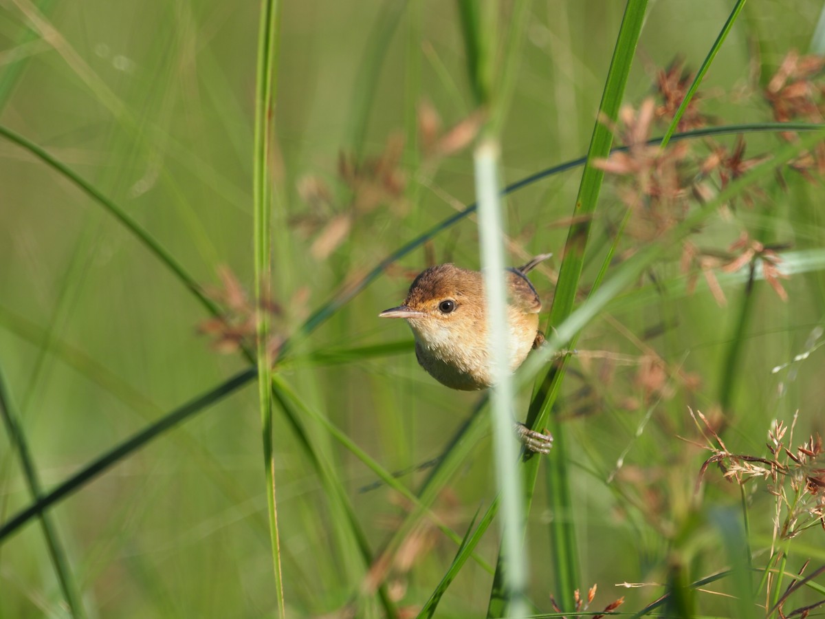 Common Reed Warbler (African) - ML622656438