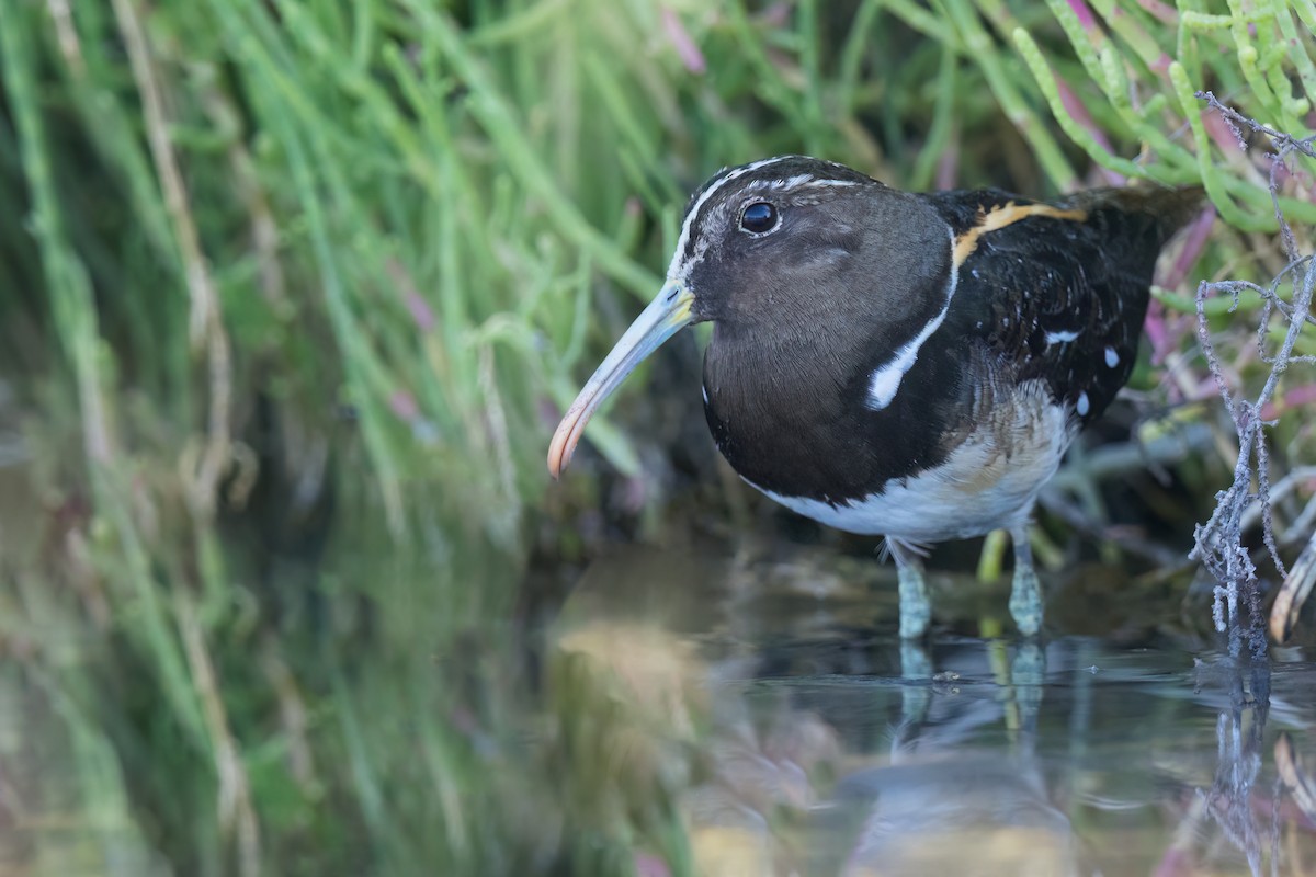 South American Painted-Snipe - Dubi Shapiro