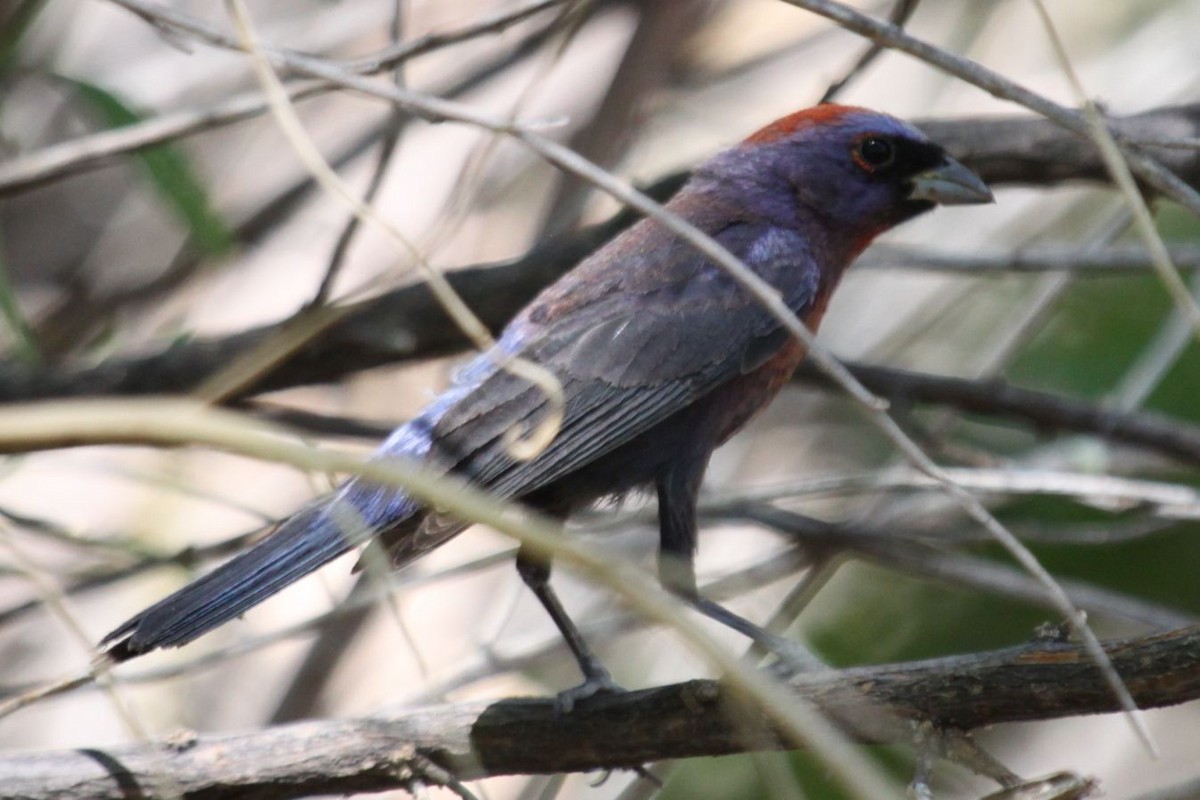 Varied Bunting - ML622656479