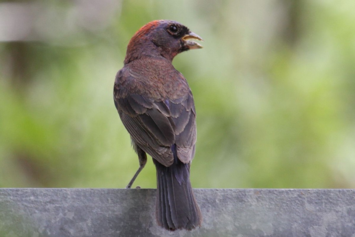 Varied Bunting - ML622656480