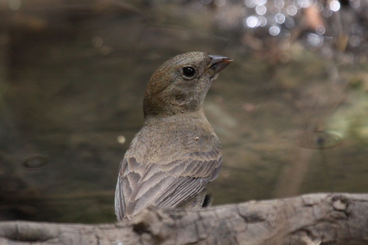 Varied Bunting - ML622656481