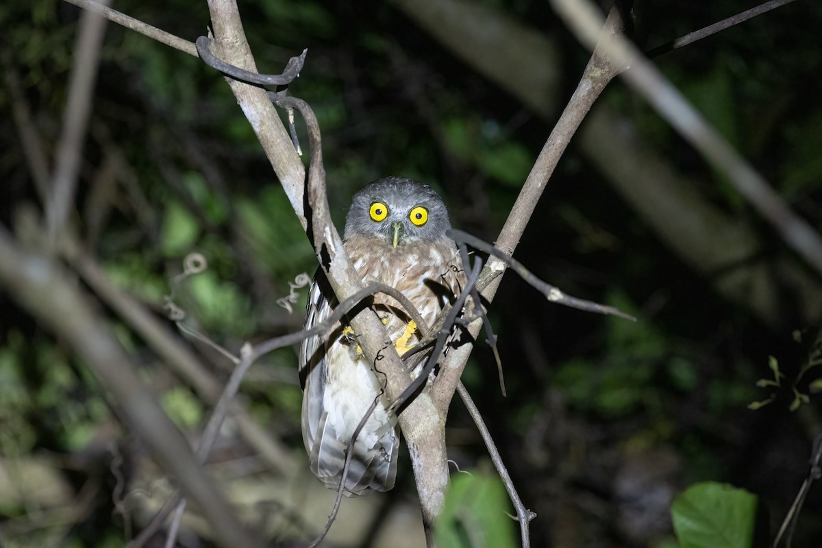 Andaman Boobook - Kalpesh Krishna