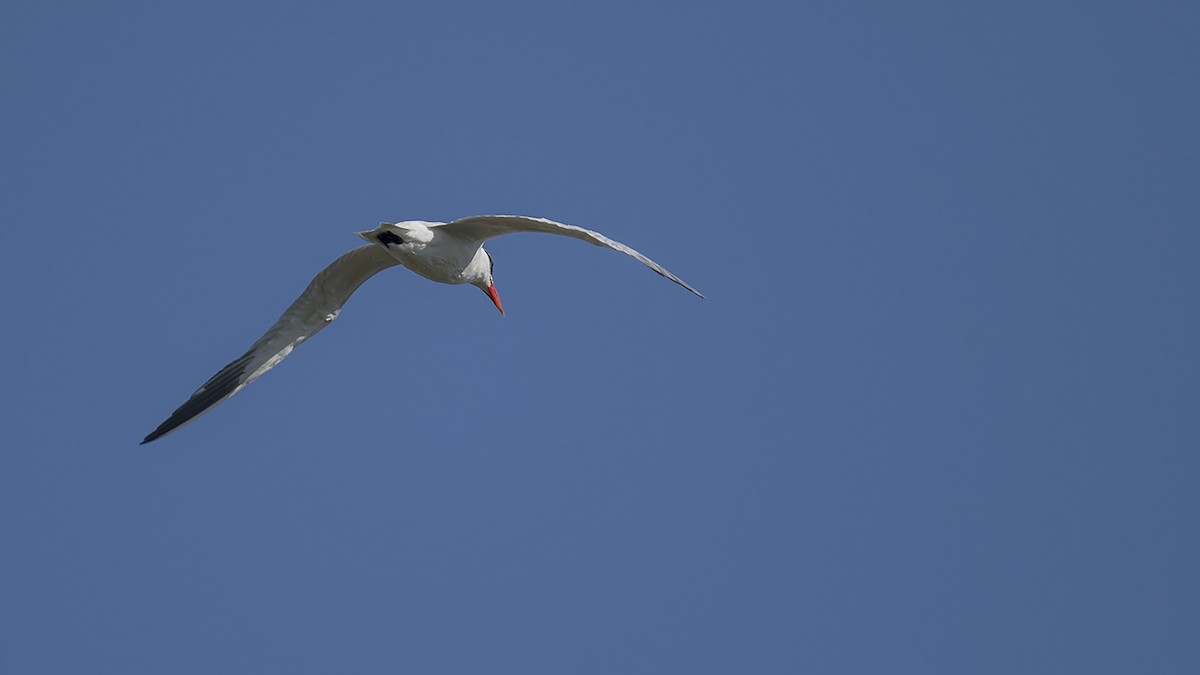 Caspian Tern - Engin BIYIKOĞLU