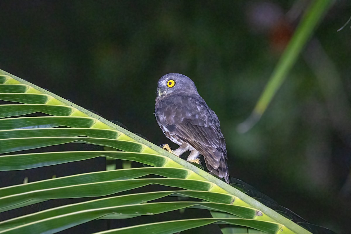 Andaman Boobook - Kalpesh Krishna