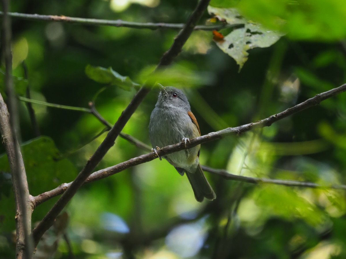 African Hill Babbler - ML622656548