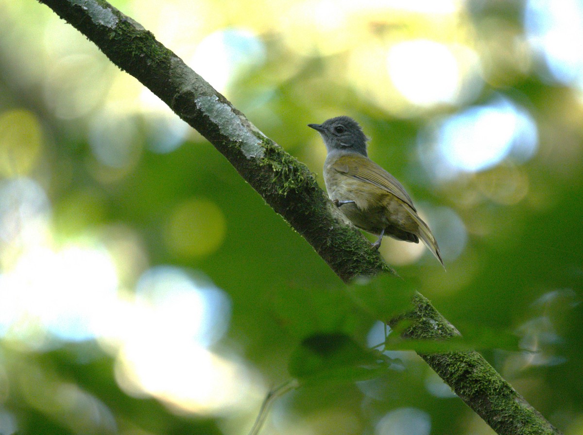 Shelley's Greenbul (Kakamega) - ML622656549