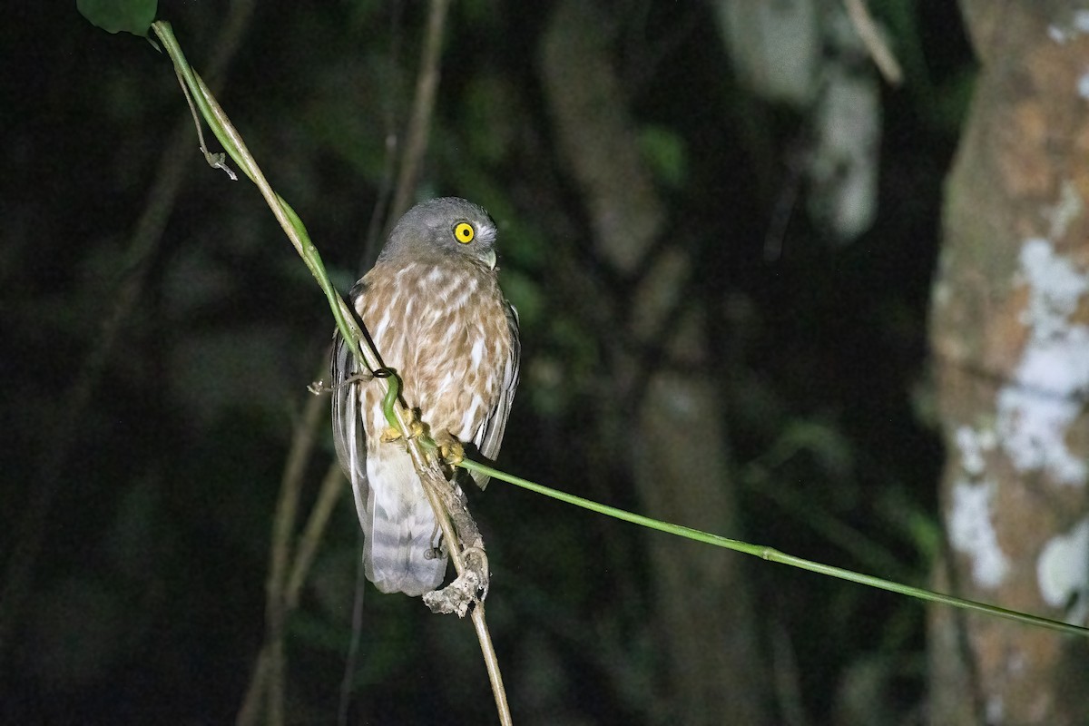 Andaman Boobook - Kalpesh Krishna