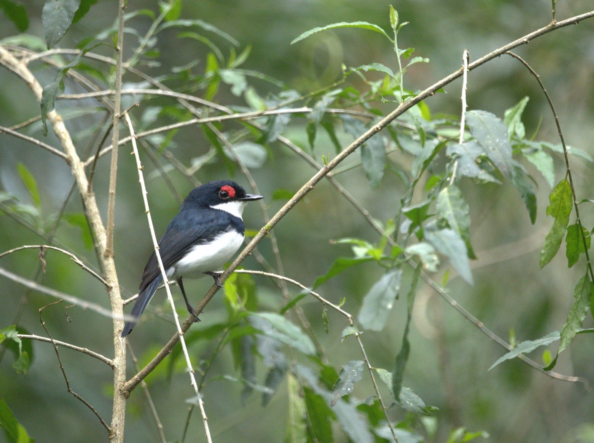 Black-throated Wattle-eye - ML622656573