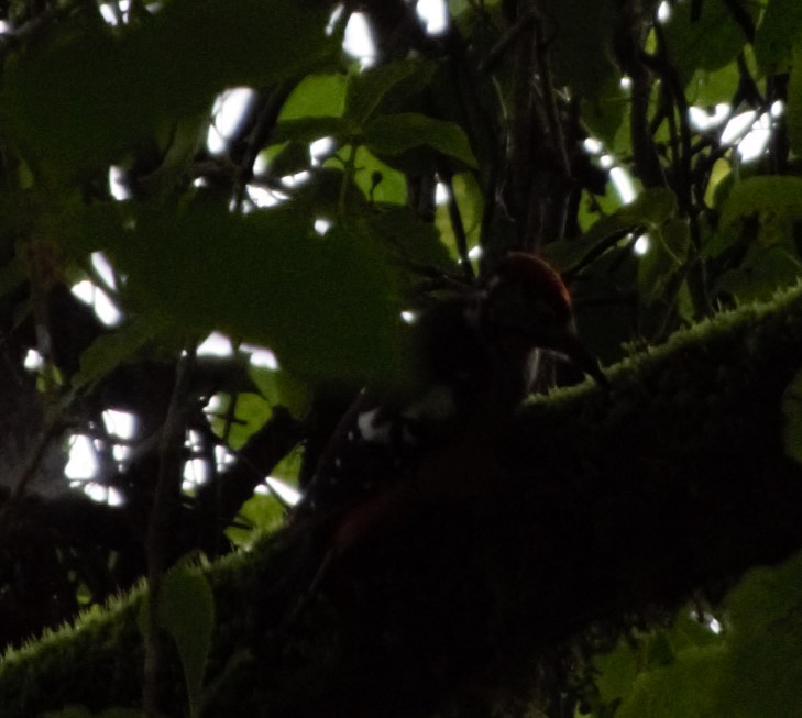 Himalayan Woodpecker - ML622656588