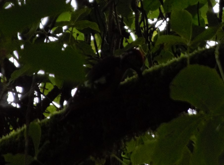 Himalayan Woodpecker - ML622656589