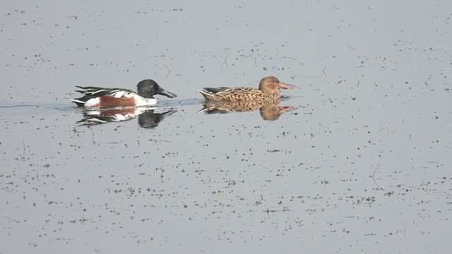 Northern Shoveler - ML622656627