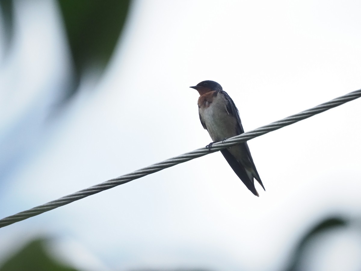 Angola Swallow - ML622656721