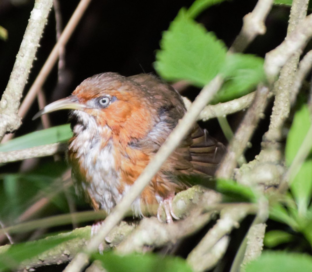 Rusty-cheeked Scimitar-Babbler - ML622656723