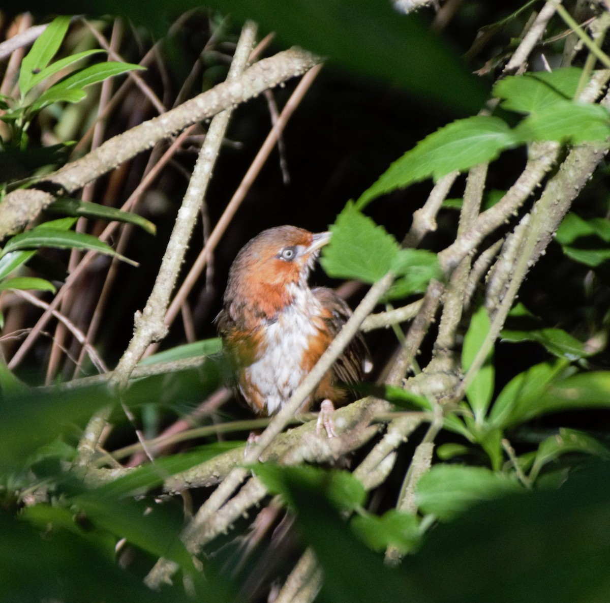 Rusty-cheeked Scimitar-Babbler - ML622656733