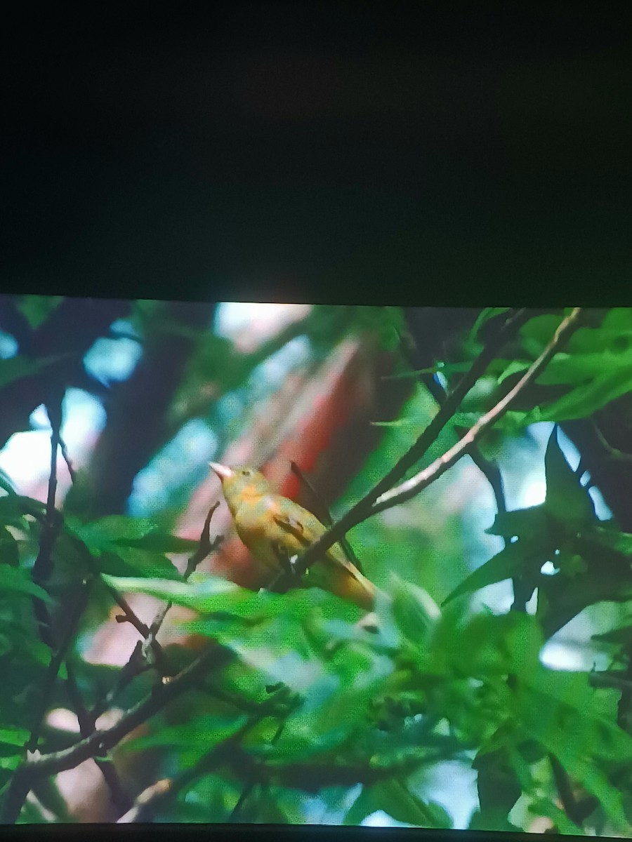 Summer Tanager - ML622656765