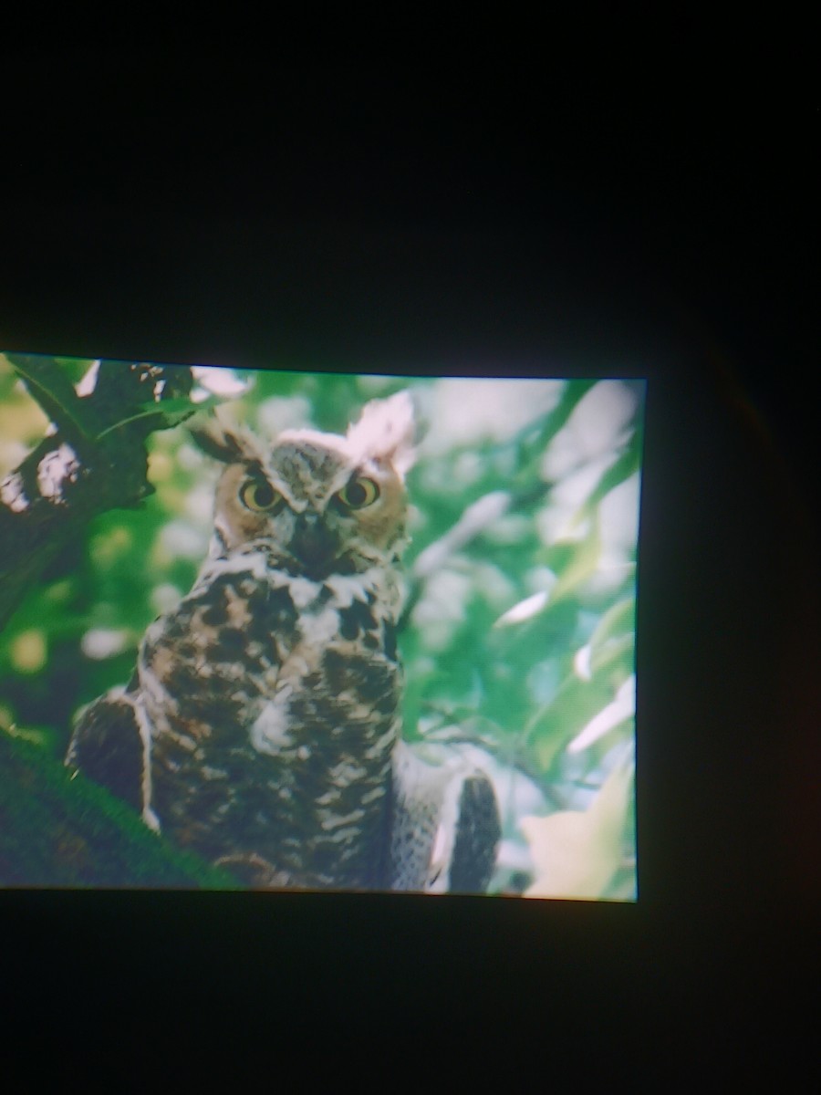 Great Horned Owl - ML622656785