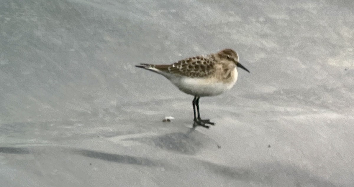 Baird's Sandpiper - ML622656859