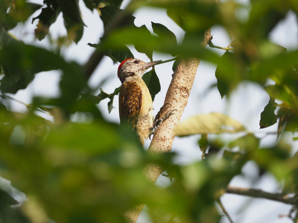 Speckle-breasted Woodpecker - ML622656875