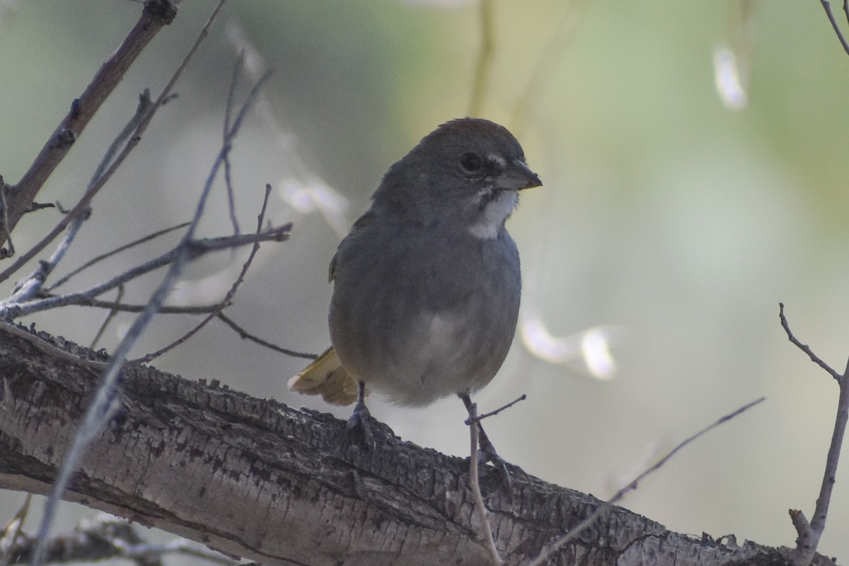 Green-tailed Towhee - ML622656881