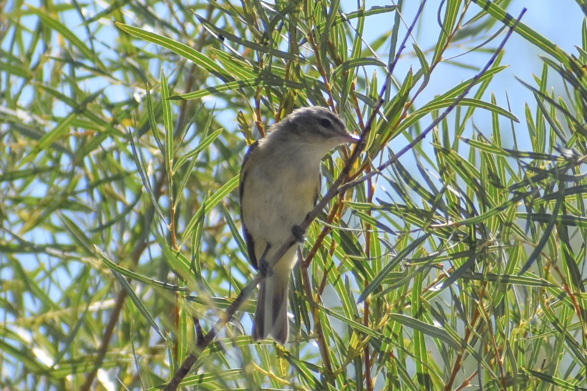 Warbling Vireo - ML622656890