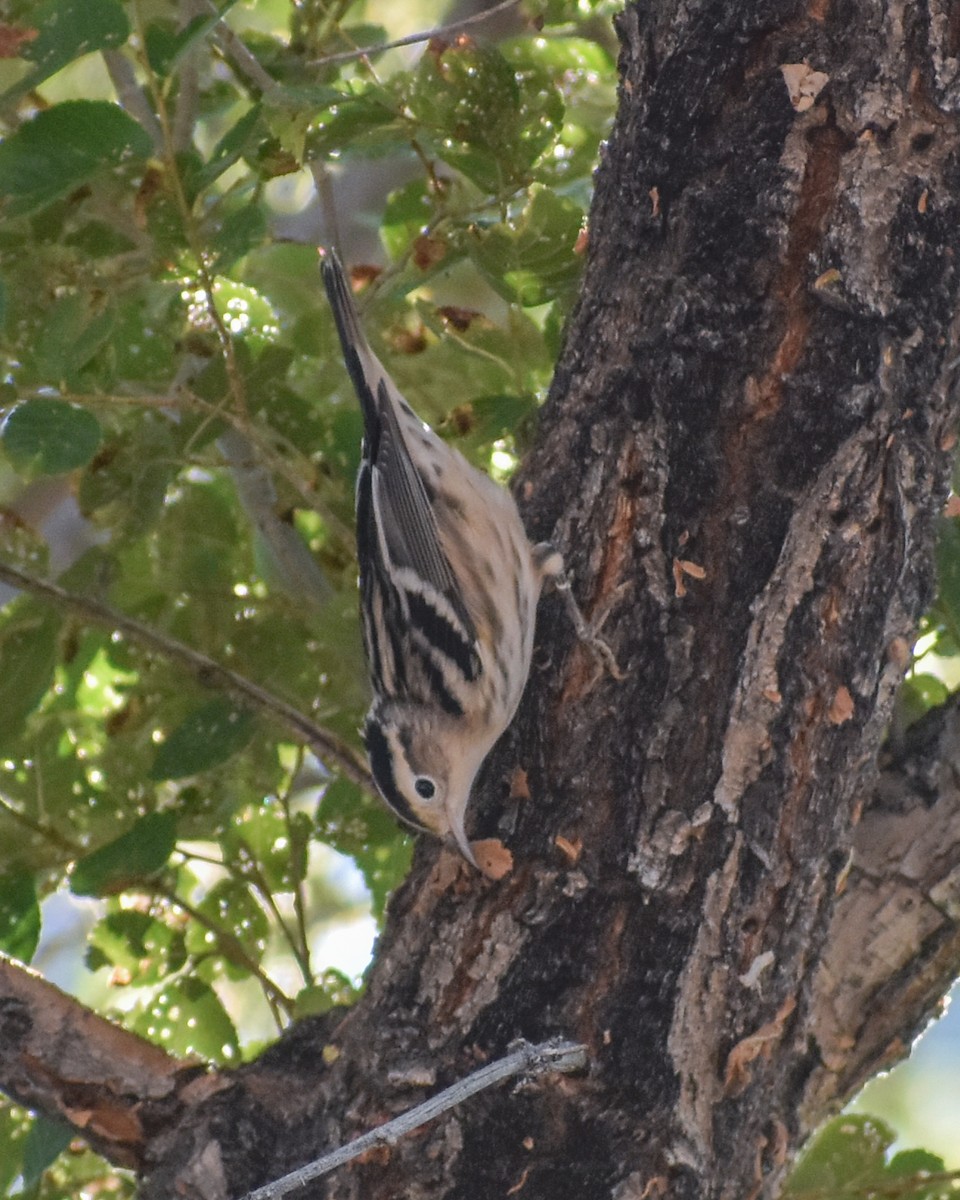 Black-and-white Warbler - ML622656903