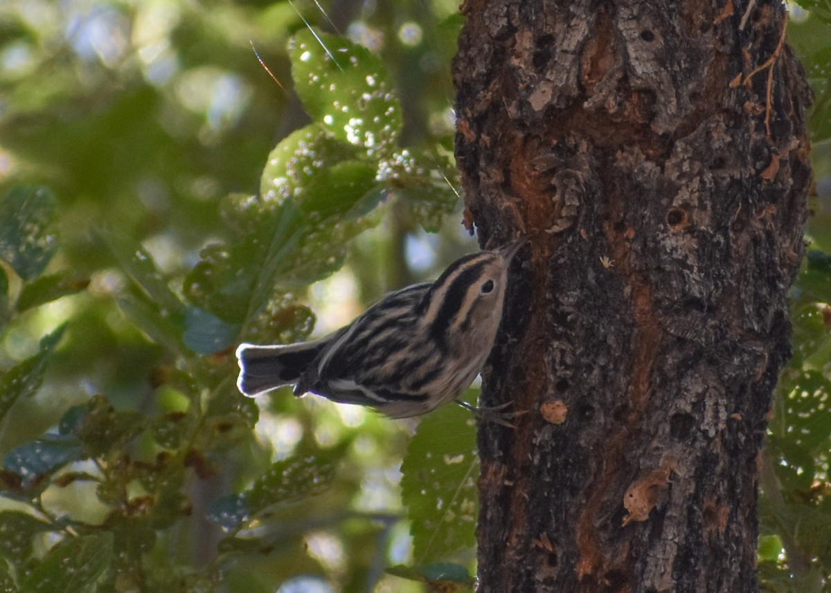 Black-and-white Warbler - ML622656904