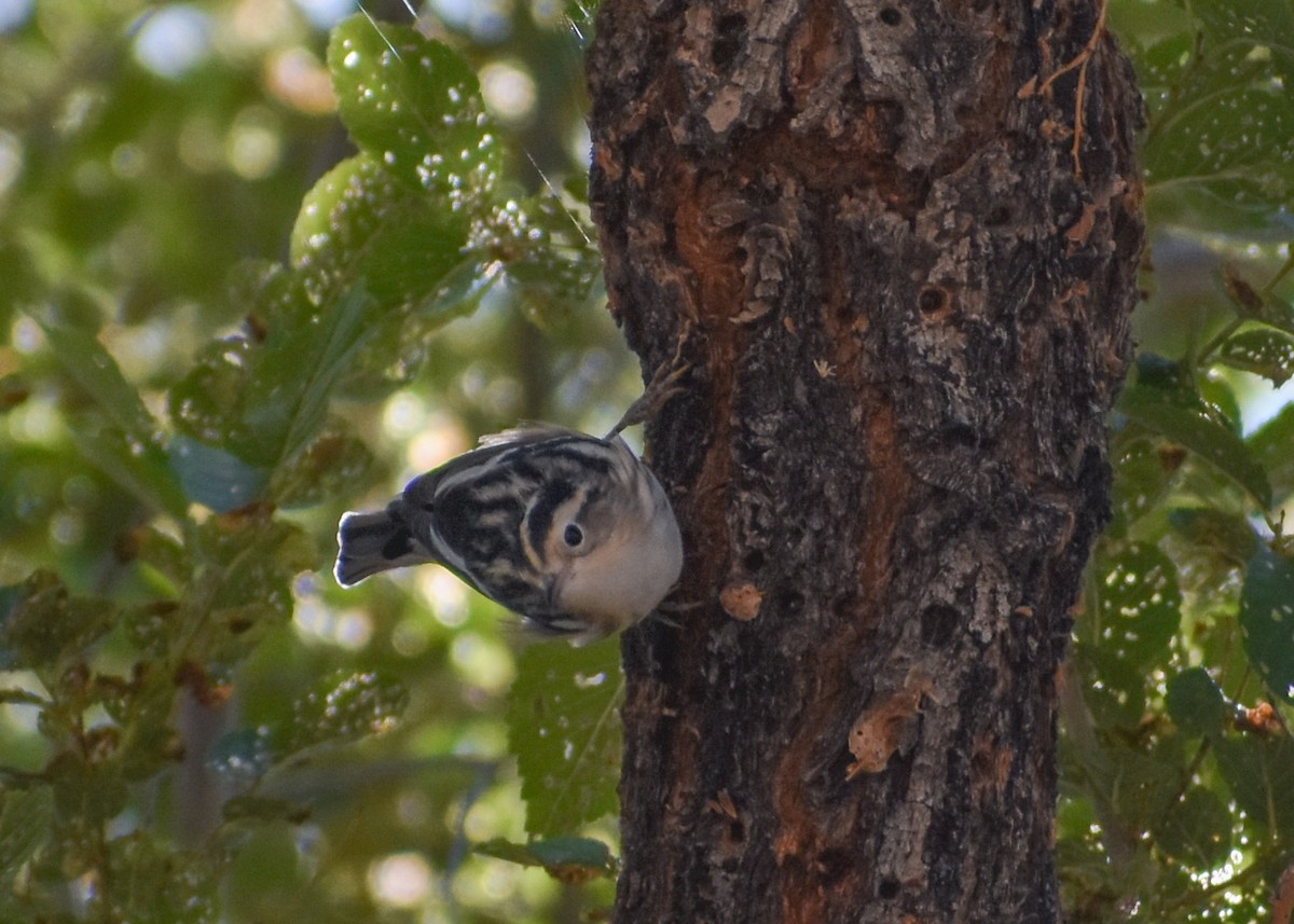 Black-and-white Warbler - ML622656906