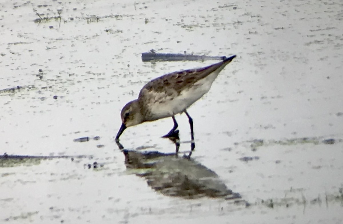 White-rumped Sandpiper - ML622656928