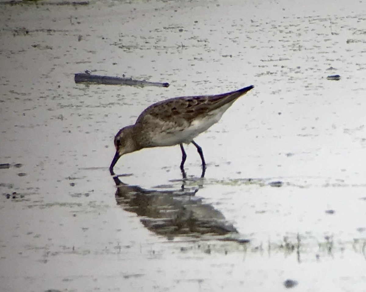 White-rumped Sandpiper - Jason Horn