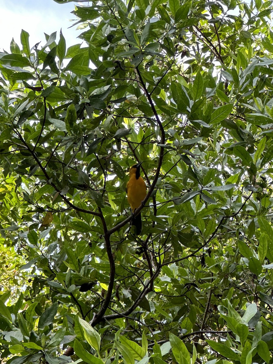 Streak-backed Oriole (Streak-backed) - ML622656938