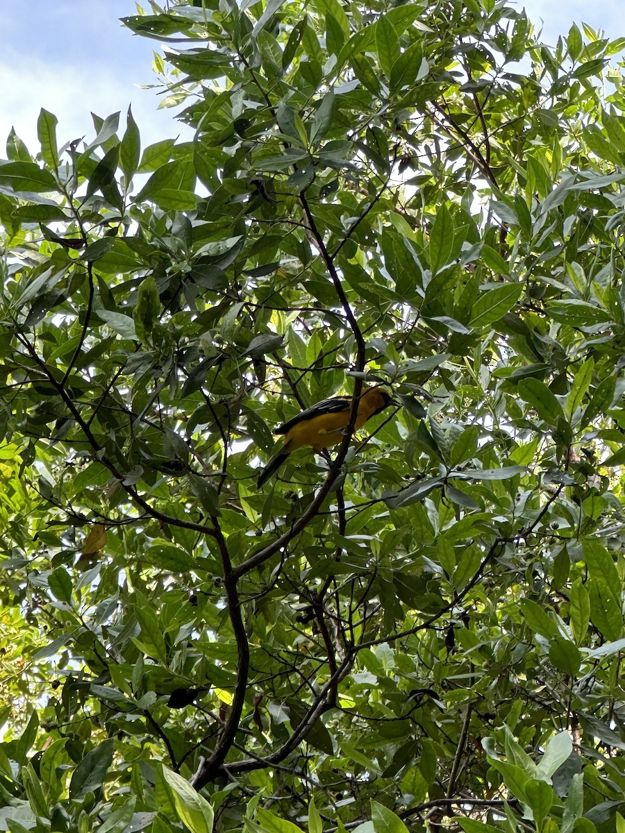 Streak-backed Oriole (Streak-backed) - ML622656939