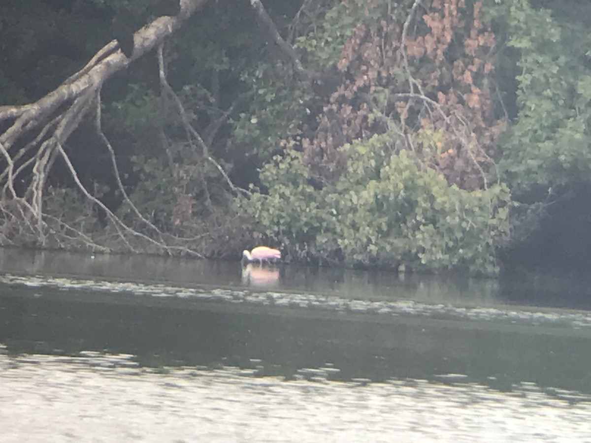 Roseate Spoonbill - ML622656944