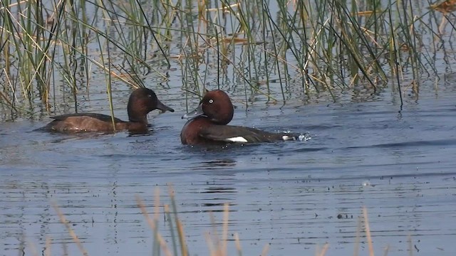 Ferruginous Duck - ML622657027