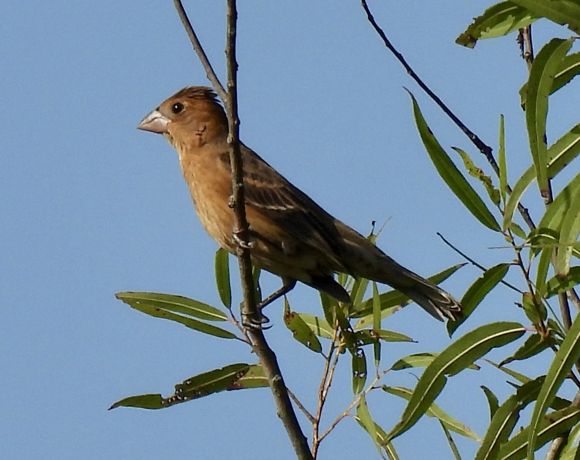 Blue Grosbeak - ML622657085