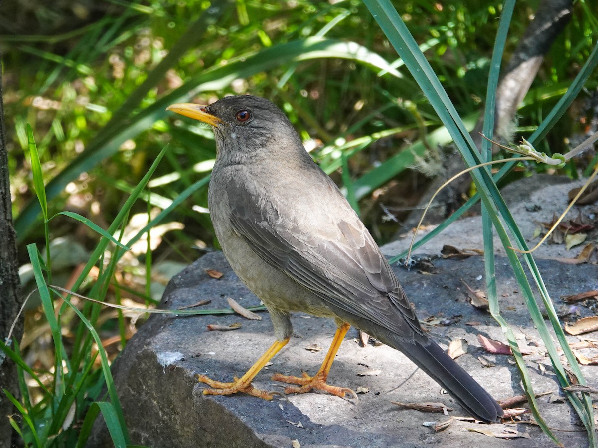 Chiguanco Thrush - Randall Siebert